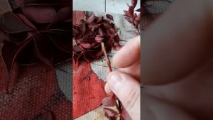 Укореняем черенки барбариса.