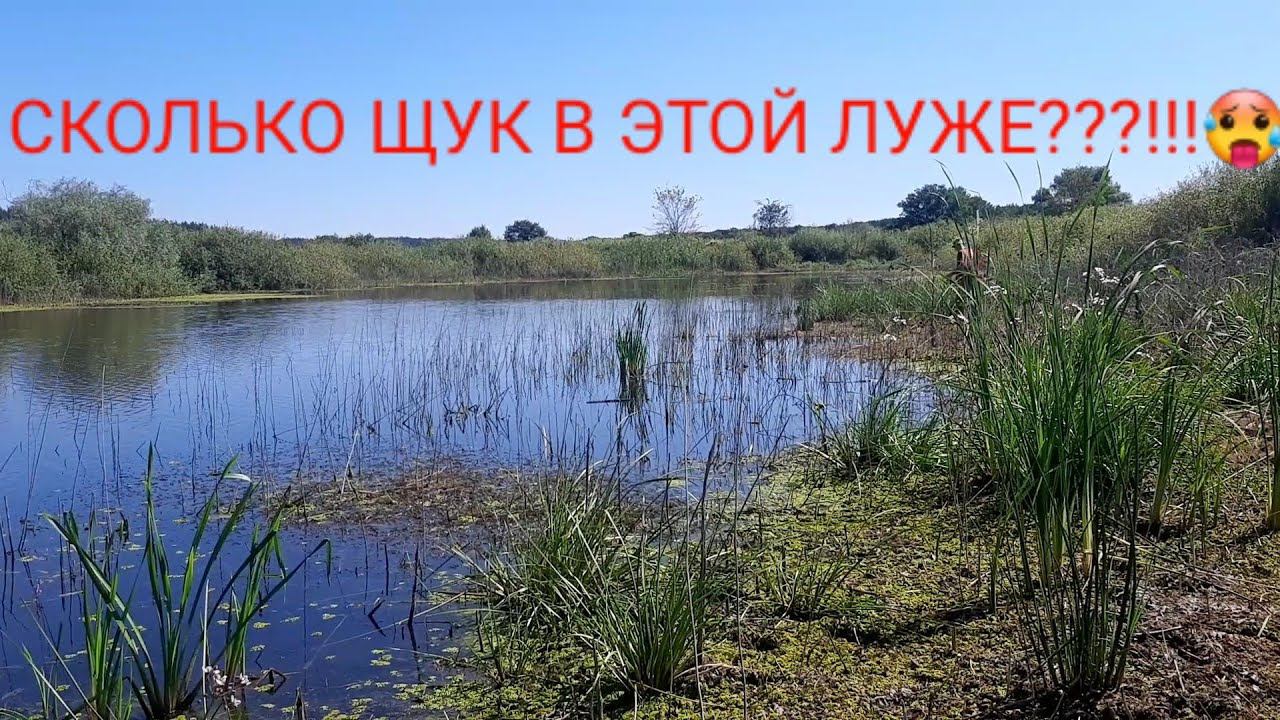 НАШЛИ ЛУЖУ, ГДЕ КИШИТ ЩУКА!!!!! смотреть онлайн