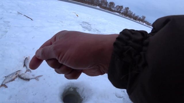 ВСЯ РЫБА В СТАРОЙ ЛУНКЕ! Рыбалка Зимой на Оке!