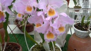 Сезон цветения самых красивый Cattleya mossiae. Cattleya warneri semi alba, Coelogyne Tiny Hope