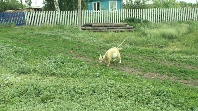ВЛОГ Путешествие в деревню - Russian countryside - 3 года спустя - 3 years later смотреть онлайн
