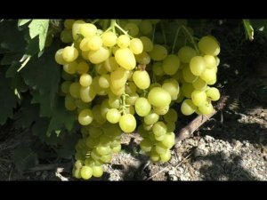Сорта винограда 2020. Цимус - мускат номер один