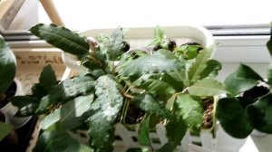 Фикусы. Обзор. [Надежда и мир]