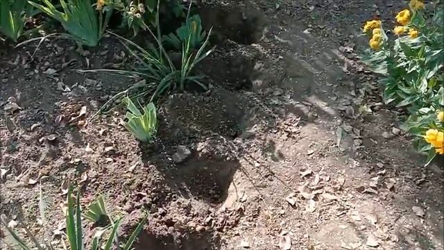 Тюльпаны|| Посадка #тюльпан #посадитьтюльпан смотреть онлайн