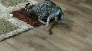 Бенгальская кошка поймала мышь