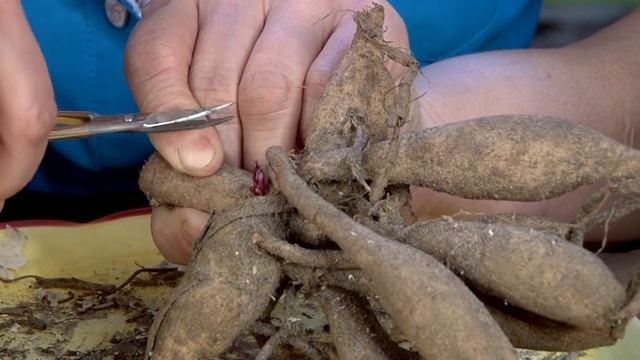 Вы купили георгины - что дальше?