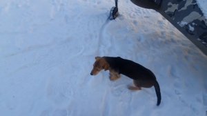 Щенки русской гончей 3 месяца