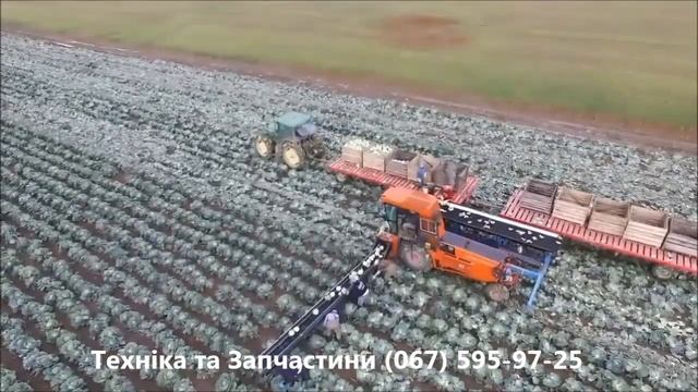 Капуста – современная технология выращивания | Cabbage Agriculture Technology Harvesting