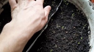 4 день после посадки семян помидор...