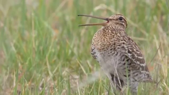 Beautiful birds sounds | Singing birds | Beautiful birds sound in the Forest | Colourful birds soun смотреть онлайн