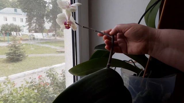 #Орхидеи. Обзор красивоцветущего восточного окна в августе 2020. смотреть онлайн