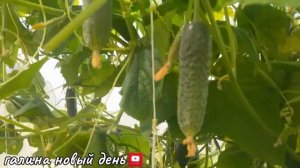 Огурцы вёдрами! как поливаю и чем подкармливаю🥒💯