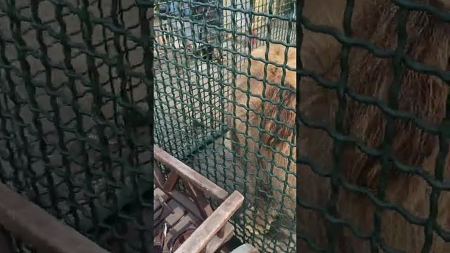 Симба хоккеист????❤ смотреть онлайн