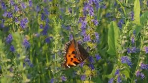Бабочки летают бабочки. Многоцветница черно-рыжая