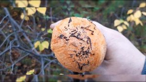 Грибная охота на Кольском полуострове