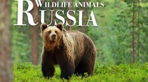 Дикие животные России - Замечательный фильм о дикой природе с успокаивающей музыкой
