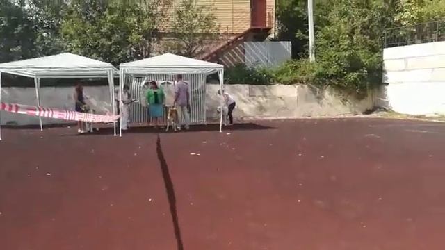 Сильвия Ан-Нассир - лучший представитель породы. Сентябрь 2018. Эксперт - Валерия Худякова. смотреть онлайн