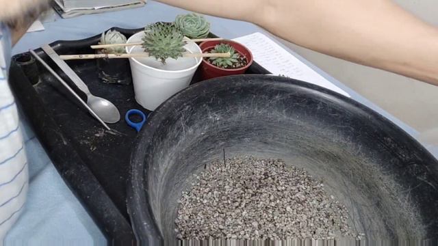 Sempervivum Cutix : Care Guide смотреть онлайн