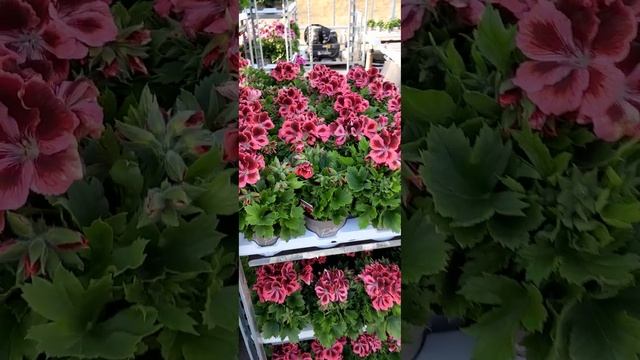 Пеларгония  крупноцветковая / Pelargonium grandiflorum /#shorts