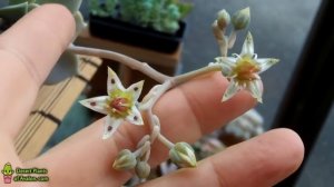 My Graptopetalum paraguayense Succulent Plant with Star shaped flowers