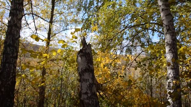 Сломанная береза осени октябрь смотреть онлайн