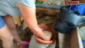 Бройлеры кобб 500/ Содержание и уход