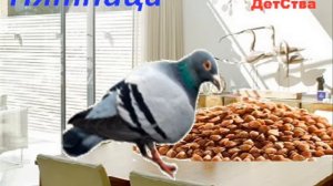 Учим дни недели и виды птиц . Развивающая песенка для детей