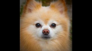 Смешные ШПИЦЫ! Подборка милых шпицев. Забавные ШПИЦЫ