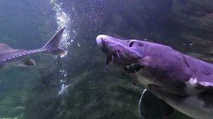 Крокус Сити Океанариум. Поездка в Красногорск.