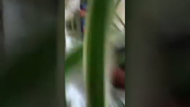 Задымилась посудомоечная машина смотреть онлайн