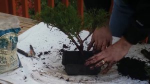 Easy Christmas Bonsai