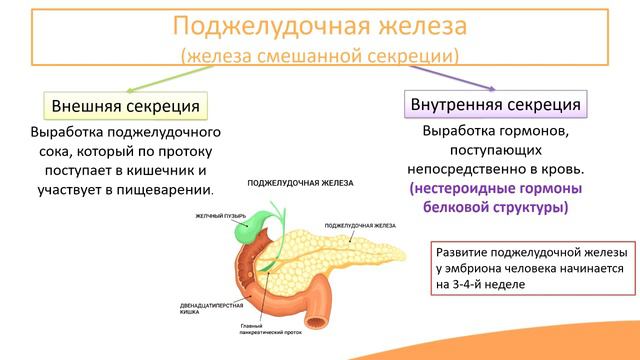 Поджелудочная железа (эндокринная система) смотреть онлайн