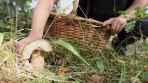 Сиротка, получив от детдома дом в глуши, пошла за грибами и нашла самолет… А едва заглянув в кабину