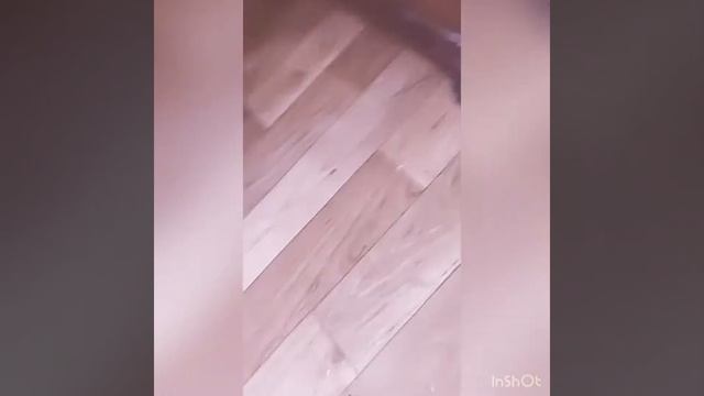 Бенгал и хорёк🐾 смотреть онлайн