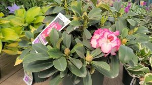 Rhododendron 'Cherry Cheesecake' // BEAUTIFUL and UNIQUE bi-colored flowers