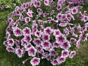 Омолаживающая стрижка петуний.