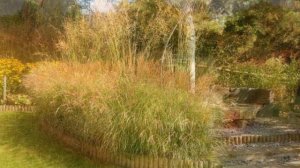 ДЕКОРАТИВНЫЕ ЗЛАКИ НА ВСЕ СЕЗОНЫ / ПРИРОДНОЕ ИЗЯЩЕСТВО /decorative cereals in the garden.