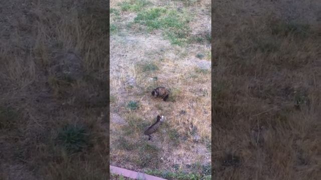 Kayseri kedi kavga gökkent ikiz kuleler смотреть онлайн