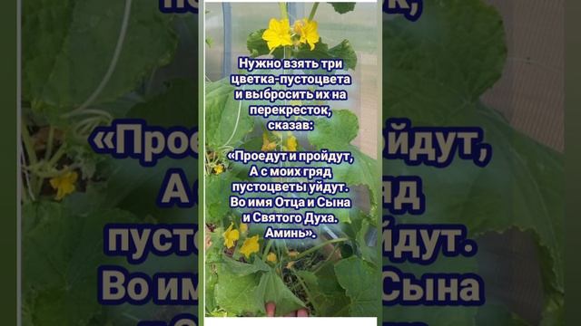 Заговор от пустоцветов на огурцах