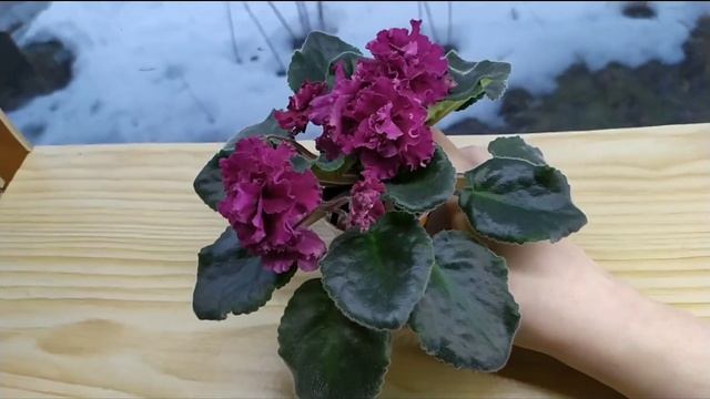 ФИАЛКИ ВЕСНОЙ. КАК ПРАВИЛЬНО УХАЖИВАТЬ ЗА ФИАЛКОЙ СОРТА АВ- БОГЕМА. ОБЗОР. смотреть онлайн