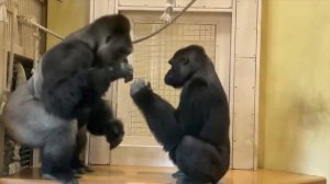 Courtship behavior of gorillas Shabani and Ai