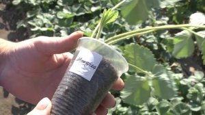 Дачные советы Галины Старосельцевой Сентябрь 09-2021