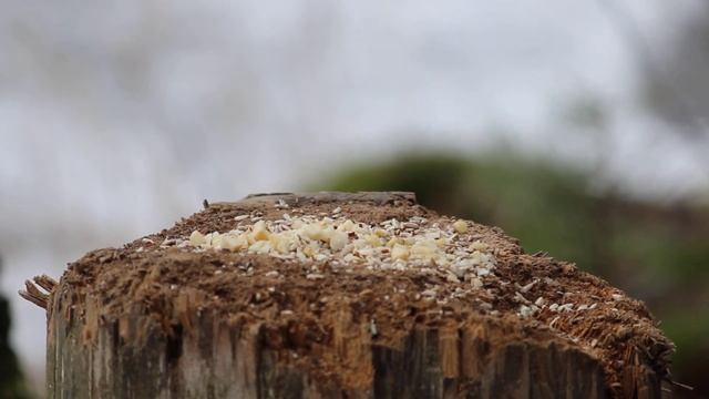 Canon EOS 600D video test (2023) смотреть онлайн