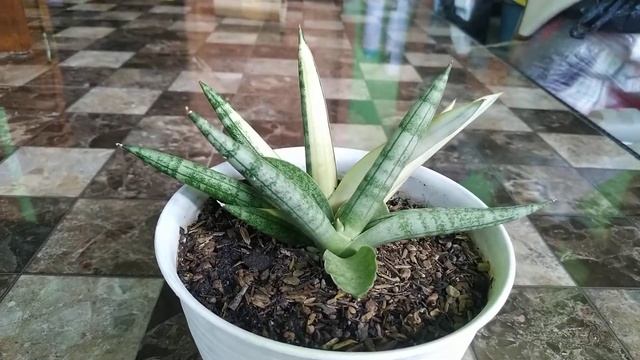 Sansevieria Boncel 'Variegated' смотреть онлайн