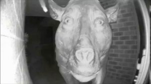 кабан смотрит в глазок под страшную песню