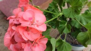 Пеларгонии в сентябре.