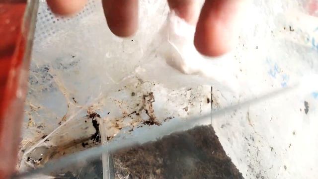 Начало и конец жизни в одном моменте. Heteroscodra maculata Макулята смотреть онлайн