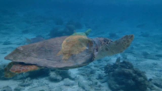Underwater world.  Подводный мир. Обитатели моря. Пейзажи морских глубин. Аквариум. Красивая музыка