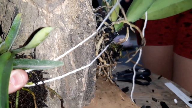 Tronquinho de Percivaliana. смотреть онлайн