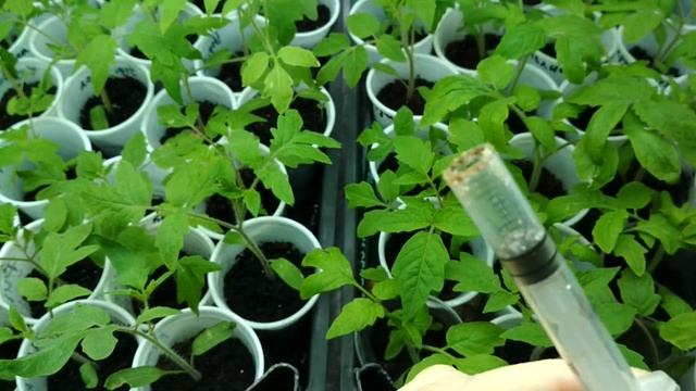 Чтобы не вытягивалась рассада томатов, сделайте это... смотреть онлайн